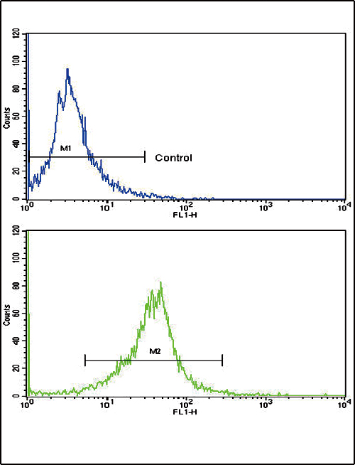 Flow cytometric of K562 cells using CACNG5 Antibody (bottom histogram) compared to a negative control cell (top histogram). FITC-conjugated goat-anti-rabbit secondary antibodies were used for the analysis.