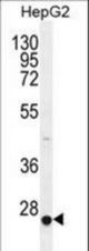 CACNG6 Antibody western blot of HepG2 cell line lysates (35 ug/lane). The CACNG6 antibody detected the CACNG6 protein (arrow).