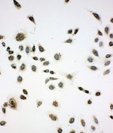 CACYBP antibody. ICC: A549 Cell.