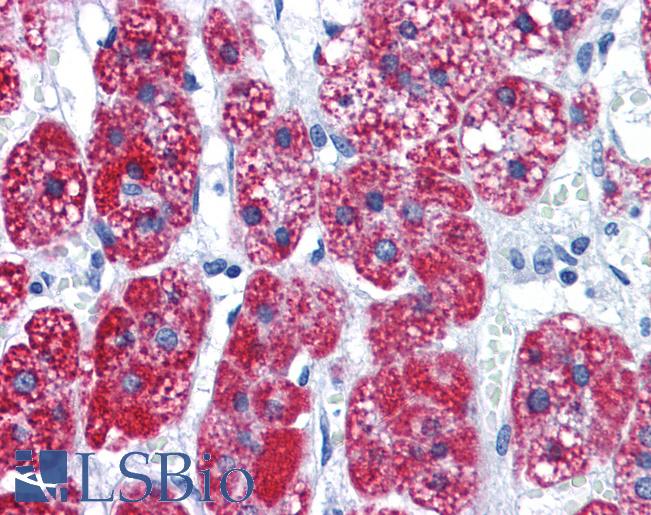 Anti-CAD antibody IHC of human adrenal. Immunohistochemistry of formalin-fixed, paraffin-embedded tissue after heat-induced antigen retrieval. Antibody LS-B4205 concentration 10 ug/ml.