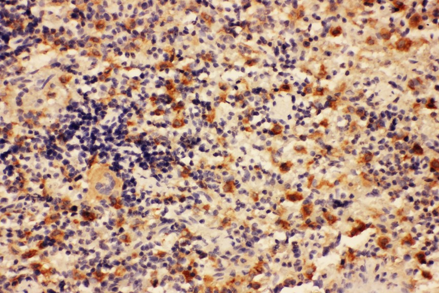 Actin antibody IHC-paraffin: Rat Spleen Tissue.