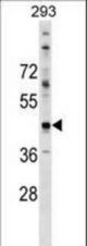 CADM2 Antibody western blot of 293 cell line lysates (35 ug/lane). The CADM2 antibody detected the CADM2 protein (arrow).