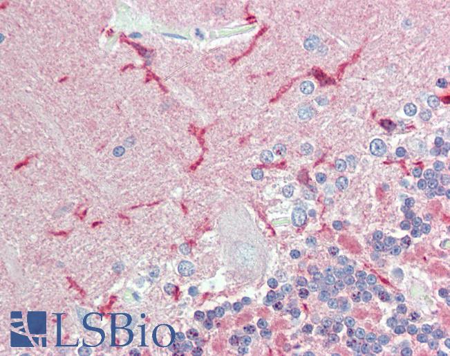 Anti-CADM2 antibody LS-A9291 IHC of human brain, cerebellum. Immunohistochemistry of formalin-fixed, paraffin-embedded tissue after heat-induced antigen retrieval.