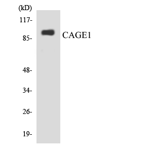 Western blot of the lysates from HepG2 cells using CAGE1 antibody.