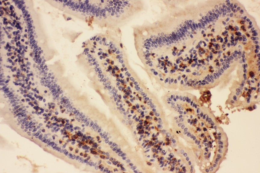 Actin antibody IHC-paraffin: Mouse Intestine Tissue.