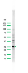 Western blot of CALB1 / Calbindin antibody