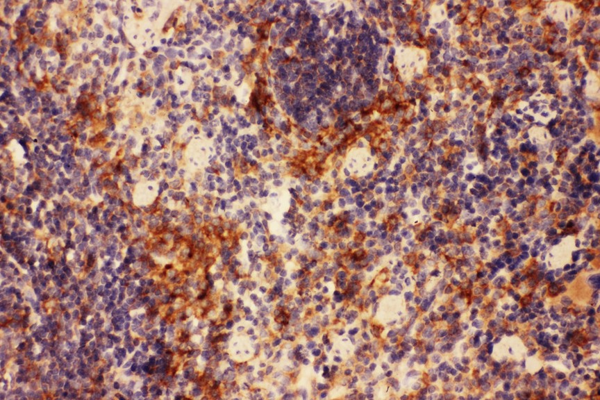 Actin antibody IHC-paraffin: Mouse Spleen Tissue.