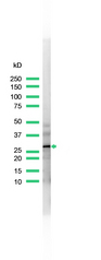 Western blot of CALB2 / Calretinin antibody