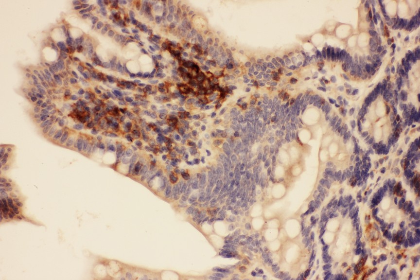 Actin antibody IHC-paraffin: Rat Intestine Tissue.