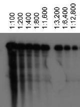 Detection of ABCA1 using LS-C2751 at various dilutions in ABCA1 transfected HeLa lysates.