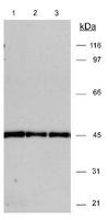 Detection of actin in 3T3 (20 ug) lysates. ECL detection 30 seconds. Lane 1 - 1:15000 dilution Lane 2 - 1:10000 dilution Lane 3 - 1:15000 dilution.