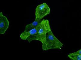 Detection of actin in 3T3 (20 ug) lysates. ECL detection 30 seconds. Lane 1 - 1:5000 dilution Lane 2 - 1:10000 dilution Lane 3 - 1:15000 dilution.