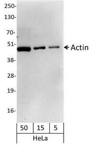 Detection of Human Actin by Western Blot. Samples: Whole cell lysate from HeLa (50, 15, and 5 ug). Antibody: Affinity purified, biotin-conjugated, rabbit anti-Actin antibody used at 0.06 ug/ml. Detection: Streptavidin-HRP and chemiluminescence with an exposure time of 30 seconds.