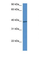 CALHM1 antibody LS-C145210 Western blot of Mouse Intestine lysate. Antibody concentration 1 ug/ml.