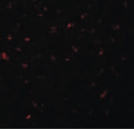 Immunofluorescence of CALHM1 in Rat Liver cells with CALHM1 antibody at 20 ug/ml.