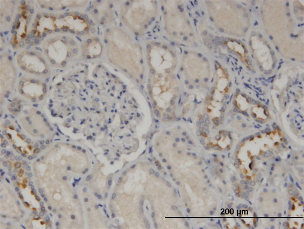 Immunoperoxidase of monoclonal antibody to CALML5 on formalin-fixed paraffin-embedded human kidney. [antibody concentration 3 ug/ml]