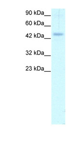 CALR / Calreticulin antibody LS-C30996 Western blot of Daudi lysate.