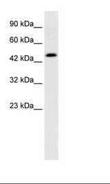HepG2 Cell Lysate.