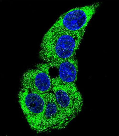 Confocal immunofluorescent of ACTG1 Antibody with HepG2 cell followed by Alexa Fluor 488-conjugated goat anti-rabbit lgG (green). DAPI was used to stain the cell nuclear (blue).