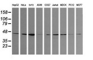 Western blot of extracts (35 ug) from 9 different cell lines by using g anti-CALR3 monoclonal antibody (HepG2: human; HeLa: human; SVT2: mouse; A549: human; COS7: monkey; Jurkat: human; MDCK: canine; PC12: rat; MCF7: human).