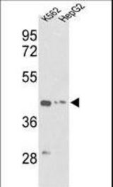 Western blot of ACTG1 Antibody in K562, HepG2 cell line lysates (35 ug/lane). ACTG1 (arrow) was detected using the purified antibody.