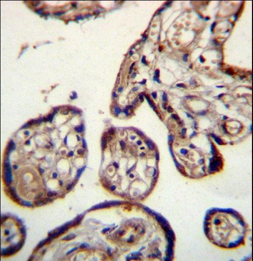 CALU Antibody immunohistochemistry of formalin-fixed and paraffin-embedded human placenta tissue followed by peroxidase-conjugated secondary antibody and DAB staining.
