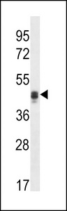 CALU Antibody western blot of NCI-H292 cell line lysates (35 ug/lane). The CALU antibody detected the CALU protein (arrow).