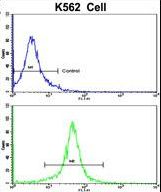 Flow cytometric of K562 cells using ACTG1 Antibody (bottom histogram) compared to a negative control cell (top histogram). FITC-conjugated goat-anti-rabbit secondary antibodies were used for the analysis.