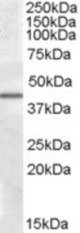 Antibody (0.5 ug/ml) staining of Human Liver lysate (35 ug protein in RIPA buffer). Primary incubation was 1 hour. Detected by chemiluminescence