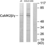 Western blot of extracts from COLO205/Jurkat cells, using CaMK2 beta/gamma Antibody. The lane on the right is treated with the synthesized peptide.