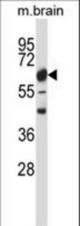 Mouse Camk2b Antibody western blot of mouse brain tissue lysates (35 ug/lane). The Camk2b antibody detected the Camk2b protein (arrow).
