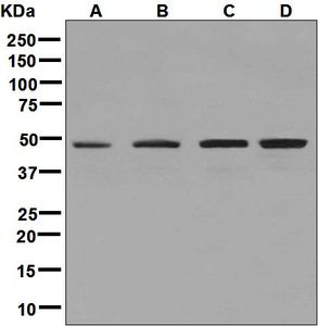 Western blot analysis on (A) Ramos, (B) K562, (C) HeLa, and (D) Jurkat cell lysates using anti-ACTL6 /BAF53 antibody.