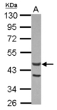 Sample (30 ug of whole cell lysate) A: U87-MG 10% SDS PAGE ACTL7A antibody diluted at 1:1000