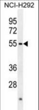 ACTL7A Antibody western blot of NCI-H292 cell line lysates (35 ug/lane). The ACTL7A antibody detected the ACTL7A protein (arrow).