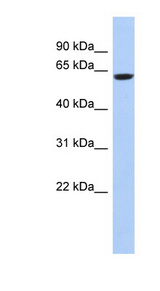 CAMKV antibody LS-C112221 Western blot of 721_B cell lysate.