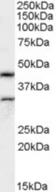 Antibody (0.5 ug/ml) staining of Rat Testes lysate (35 ug protein in RIPA buffer). Primary incubation was 1 hour. Detected by chemiluminescence.