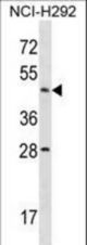 ACTL7B Antibody western blot of NCI-H292 cell line lysates (35 ug/lane). The ACTL7B antibody detected the ACTL7B protein (arrow).