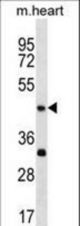 Mouse Actl7b Antibody western blot of mouse heart tissue lysates (35 ug/lane). The Actl7b antibody detected the Actl7b protein (arrow).
