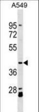 ACTL8 Antibody western blot of A549 cell line lysates (35 ug/lane). The ACTL8 antibody detected the ACTL8 protein (arrow).