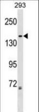 NCAPG2 Antibody western blot of 293 cell line lysates (35 ug/lane). The NCAPG2 antibody detected the NCAPG2 protein (arrow).