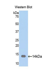 Western blot of recombinant CAP1.