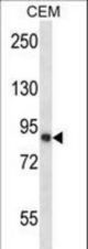CAPN11 Antibody western blot of CEM cell line lysates (35 ug/lane). The CAPN11 antibody detected the CAPN11 protein (arrow).