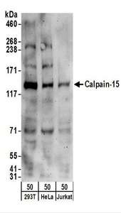 Detection of Human Calpain-15 by Western Blot. Samples: Whole cell lysate (50 ug) from 293T, HeLa, and Jurkat cells. Antibodies: Affinity purified rabbit anti-Calpain-15 antibody used for WB at 0.2 ug/ml. Detection: Chemiluminescence with an exposure time of 3 minutes.