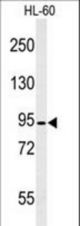 Western blot of CAPN3 Antibody in HL-60 cell line lysates (35 ug/lane). CAPN3 (arrow) was detected using the purified antibody.