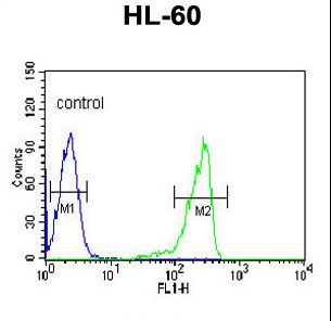 CAPN3 Antibody flow cytometry of HL-60 cells (right histogram) compared to a negative control cell (left histogram). FITC-conjugated goat-anti-rabbit secondary antibodies were used for the analysis.