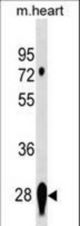 CAPNS2 Antibody western blot of mouse heart tissue lysates (35 ug/lane). The CAPNS2 antibody detected the CAPNS2 protein (arrow).