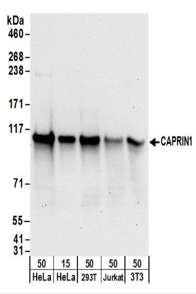 Detection of Human and Mouse CAPRIN1 by Western Blot. Samples: Whole cell lysate from HeLa (15 and 50 ug), 293T (50 ug), Jurkat (50 ug), and mouse NIH3T3 (50 ug) cells. Antibodies: Affinity purified rabbit anti-CAPRIN1 antibody used for WB at 0.1 ug/ml. Detection: Chemiluminescence with an exposure time of 30 seconds.