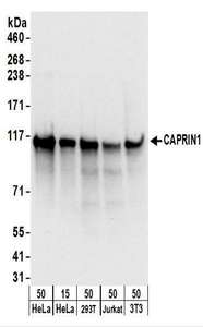 Detection of Human and Mouse CAPRIN1 by Western Blot. Samples: Whole cell lysate from HeLa (15 and 50 ug), 293T (50 ug), Jurkat (50 ug), and mouse NIH3T3 (50 ug) cells. Antibodies: Affinity purified rabbit anti-CAPRIN1 antibody used for WB at 0.1 ug/ml. Detection: Chemiluminescence with an exposure time of 3 seconds.