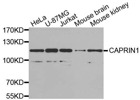 Western blot analysis of extracts of various cell lines, using CAPRIN1 antibody.