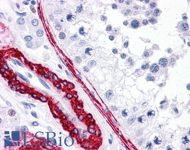 Anti-CARD10 antibody IHC of human testis. Immunohistochemistry of formalin-fixed, paraffin-embedded tissue after heat-induced antigen retrieval. Antibody LS-B4698 concentration 5 ug/ml.